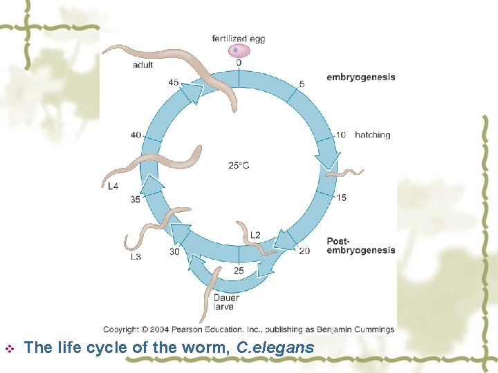 v The life cycle of the worm, C. elegans 