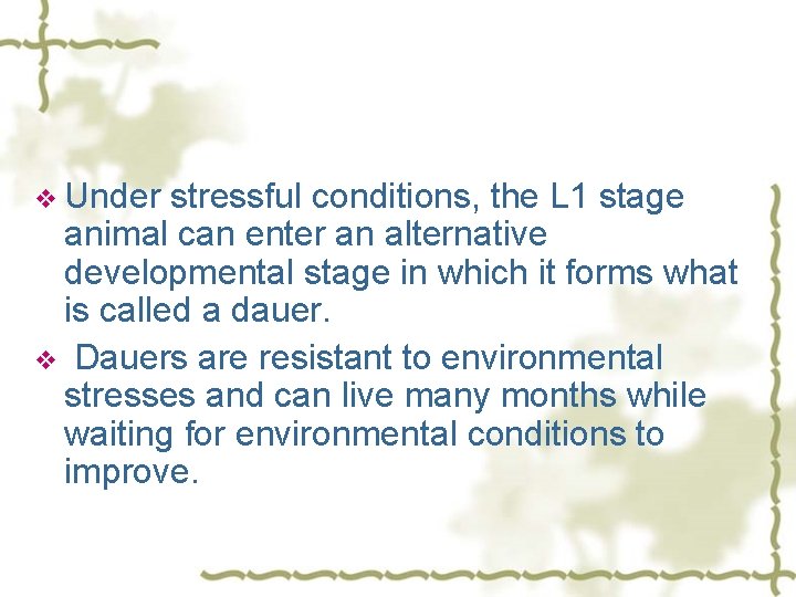 v Under stressful conditions, the L 1 stage animal can enter an alternative developmental