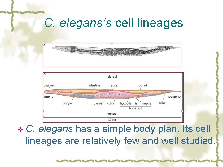 C. elegans’s cell lineages v C. elegans has a simple body plan. Its cell