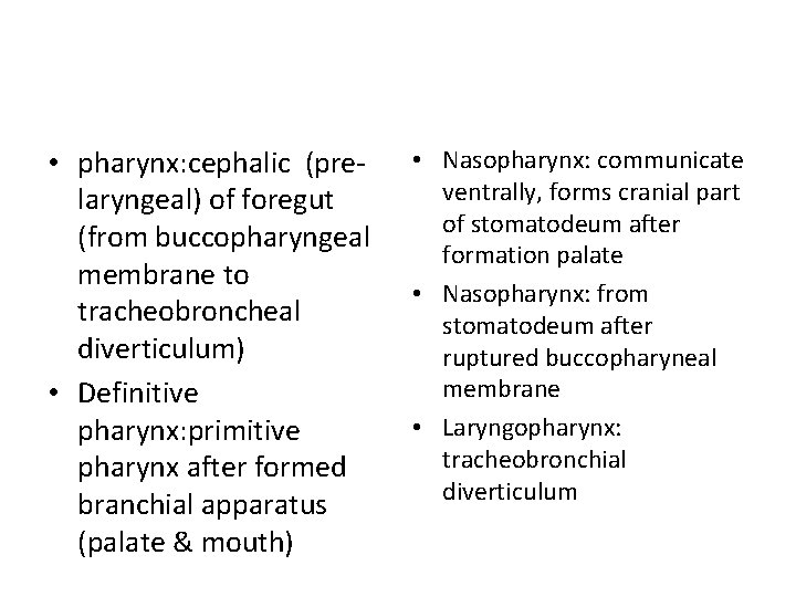  • pharynx: cephalic (prelaryngeal) of foregut (from buccopharyngeal membrane to tracheobroncheal diverticulum) •