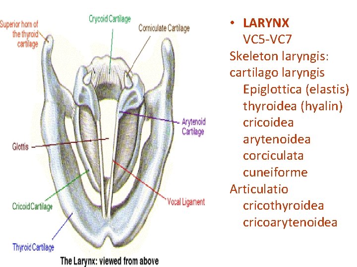  • LARYNX VC 5 -VC 7 Skeleton laryngis: cartilago laryngis Epiglottica (elastis) thyroidea