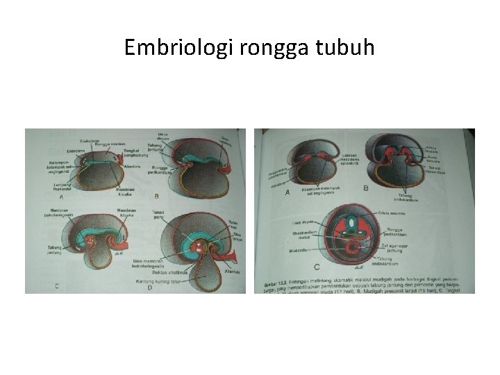 Embriologi rongga tubuh 