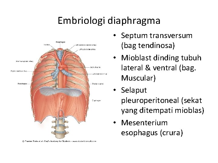 Embriologi diaphragma • Septum transversum (bag tendinosa) • Mioblast dinding tubuh lateral & ventral