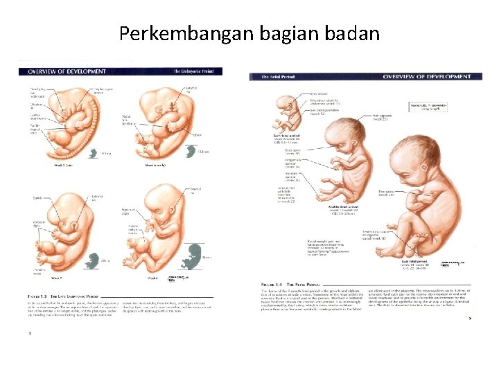 Perkembangan bagian badan 