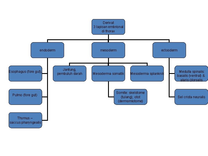 Derivat 3 lapisan embrional di thorax endoderm Esophagus (fore gut), Pulmo (fore gut) Thymus