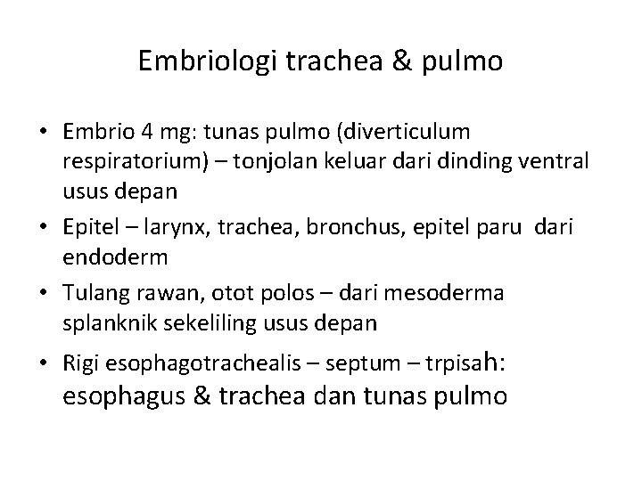 Embriologi trachea & pulmo • Embrio 4 mg: tunas pulmo (diverticulum respiratorium) – tonjolan