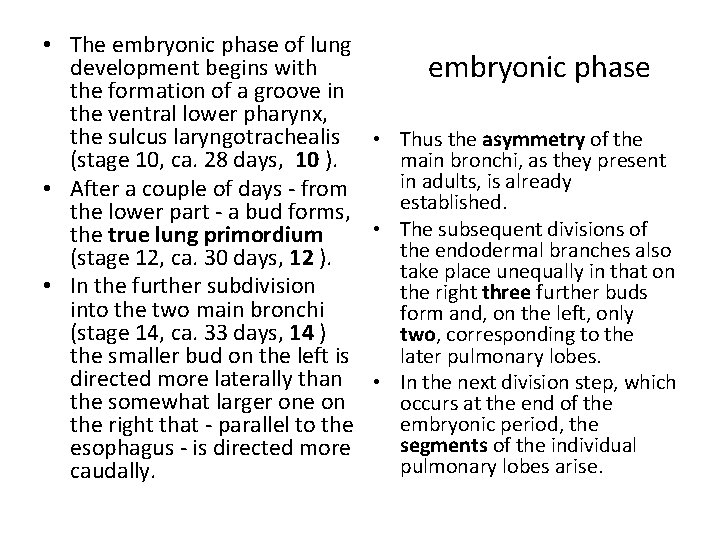  • The embryonic phase of lung development begins with embryonic phase the formation