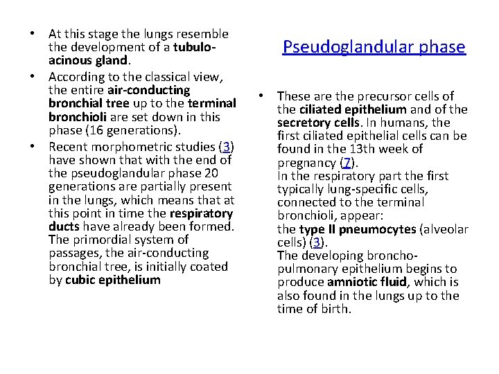  • At this stage the lungs resemble the development of a tubuloacinous gland.