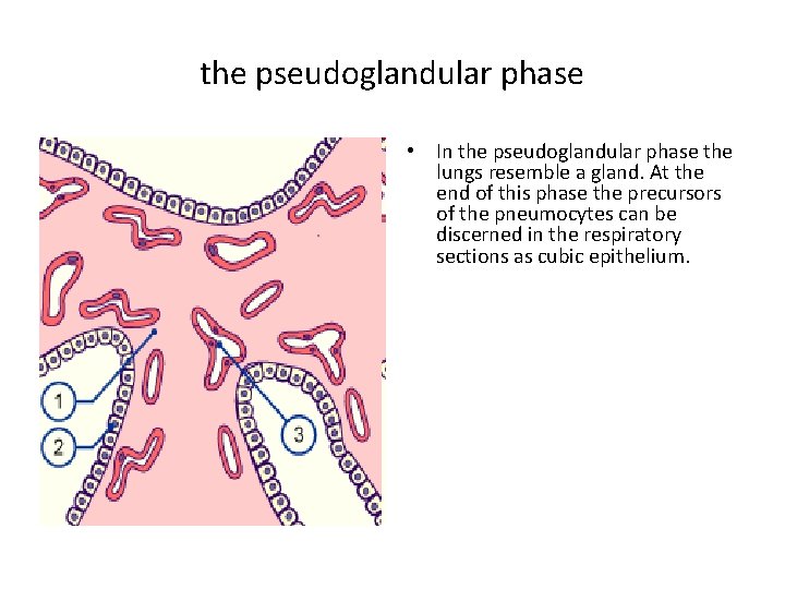 the pseudoglandular phase • In the pseudoglandular phase the lungs resemble a gland. At