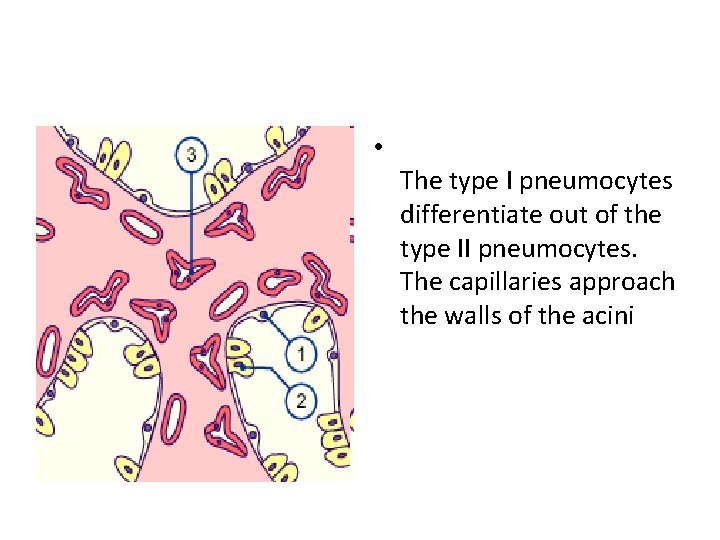  • The type I pneumocytes differentiate out of the type II pneumocytes. The