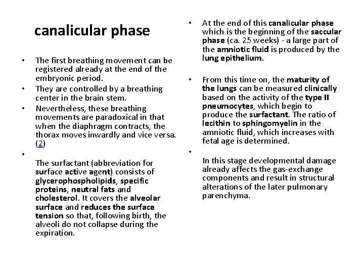 canalicular phase • • The first breathing movement can be registered already at the