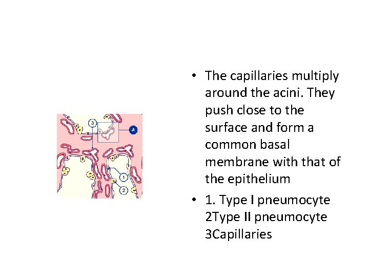  • The capillaries multiply around the acini. They push close to the surface