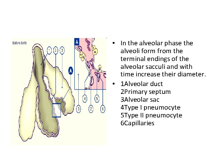  • In the alveolar phase the alveoli form from the terminal endings of