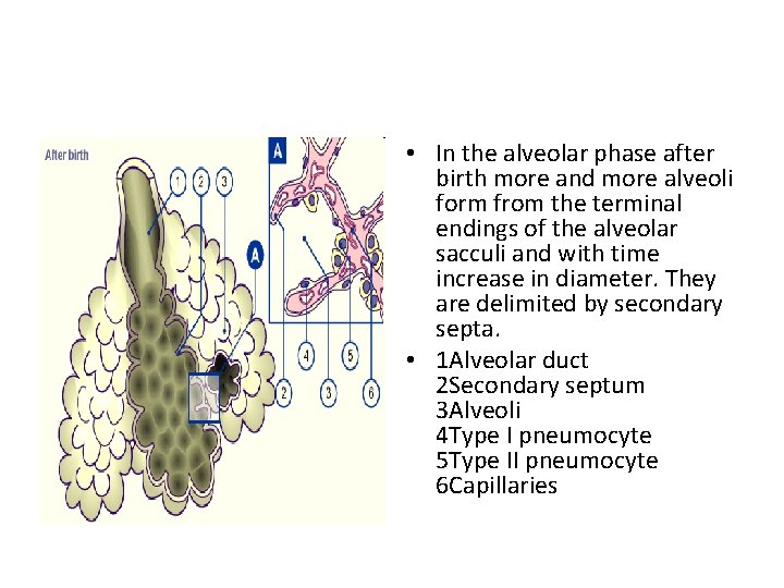  • In the alveolar phase after birth more and more alveoli form from