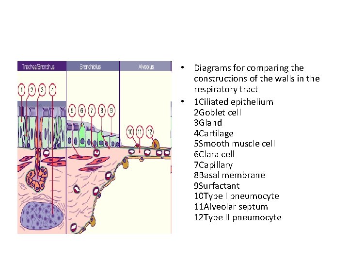  • Diagrams for comparing the constructions of the walls in the respiratory tract