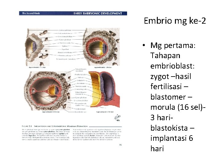 Embrio mg ke-2 • Mg pertama: Tahapan embrioblast: zygot –hasil fertilisasi – blastomer –