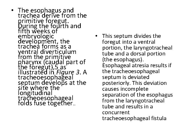  • The esophagus and trachea derive from the primitive foregut. During the fourth