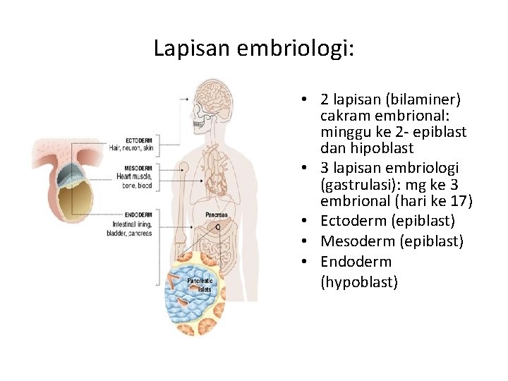 Lapisan embriologi: • 2 lapisan (bilaminer) cakram embrional: minggu ke 2 - epiblast dan