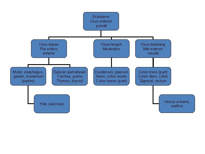 Endoderm Usus enteron primitif Usus depan Pre entero anterior Mulut, esophagus, gaster, duodenum (partim)