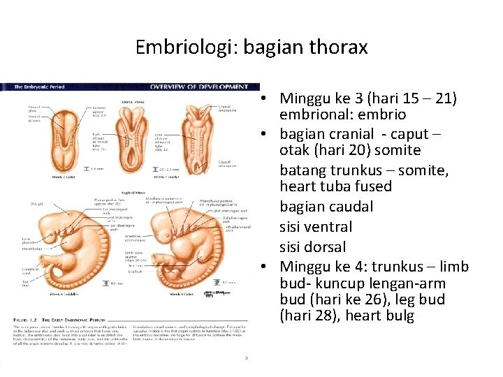 Embriologi: bagian thorax • Minggu ke 3 (hari 15 – 21) embrional: embrio •