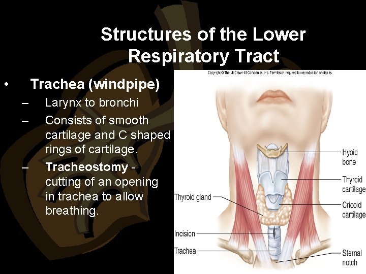 Structures of the Lower Respiratory Tract • Trachea (windpipe) – – – Larynx to
