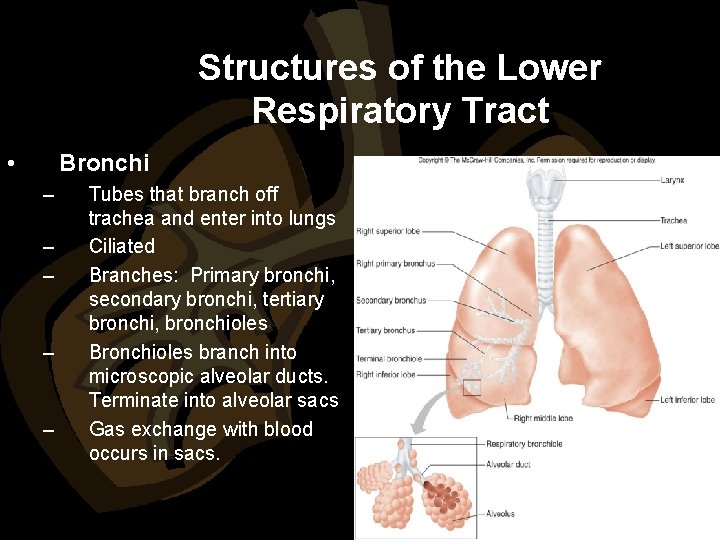 Structures of the Lower Respiratory Tract • Bronchi – – – Tubes that branch