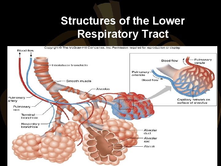 Structures of the Lower Respiratory Tract 
