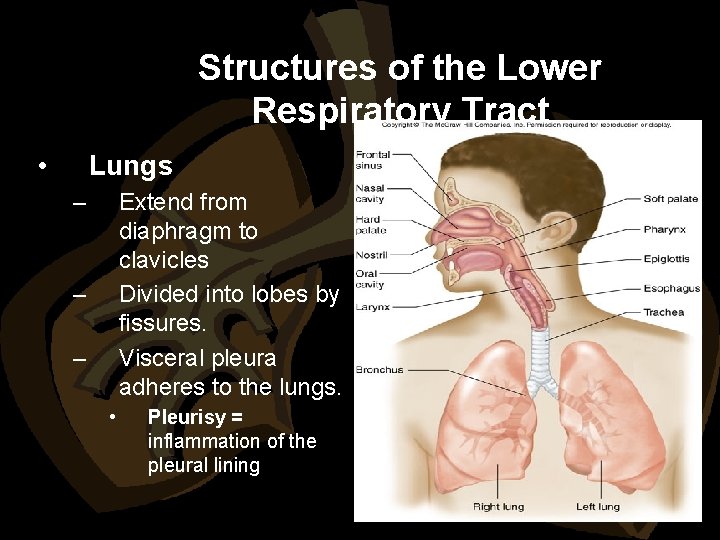 Structures of the Lower Respiratory Tract • Lungs – Extend from diaphragm to clavicles