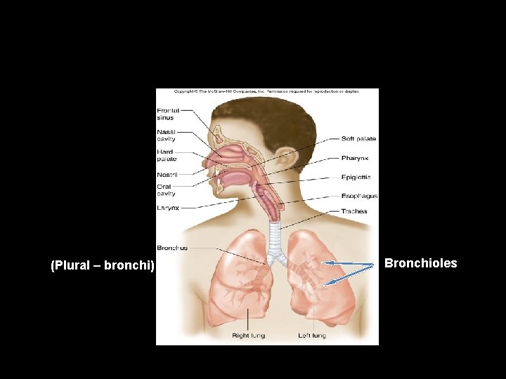 (Plural – bronchi) Bronchioles 