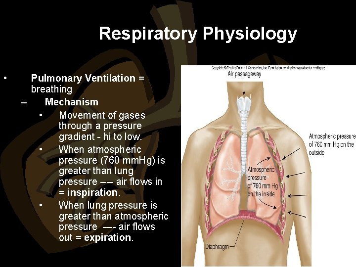 Respiratory Physiology • Pulmonary Ventilation = breathing – Mechanism • Movement of gases through