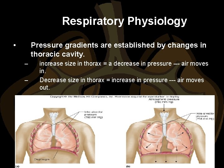 Respiratory Physiology • Pressure gradients are established by changes in thoracic cavity. – –