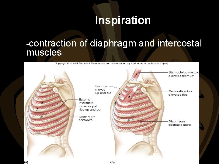 Inspiration -contraction of diaphragm and intercostal muscles 