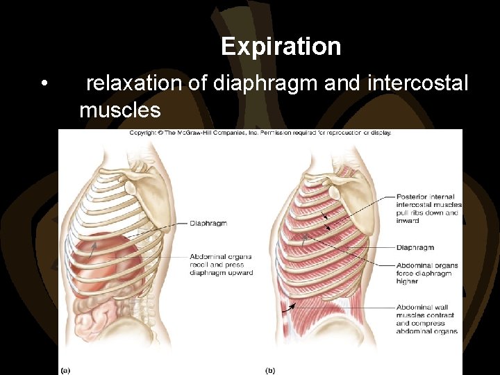 Expiration • relaxation of diaphragm and intercostal muscles 