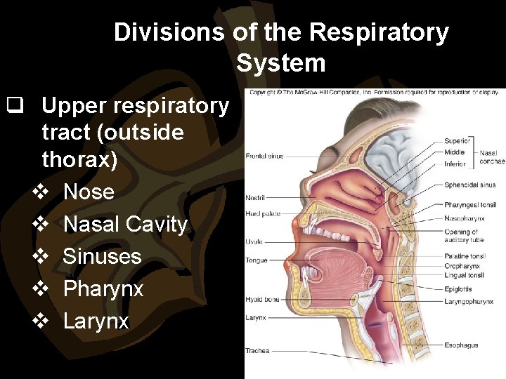 Divisions of the Respiratory System q Upper respiratory tract (outside thorax) v Nose v