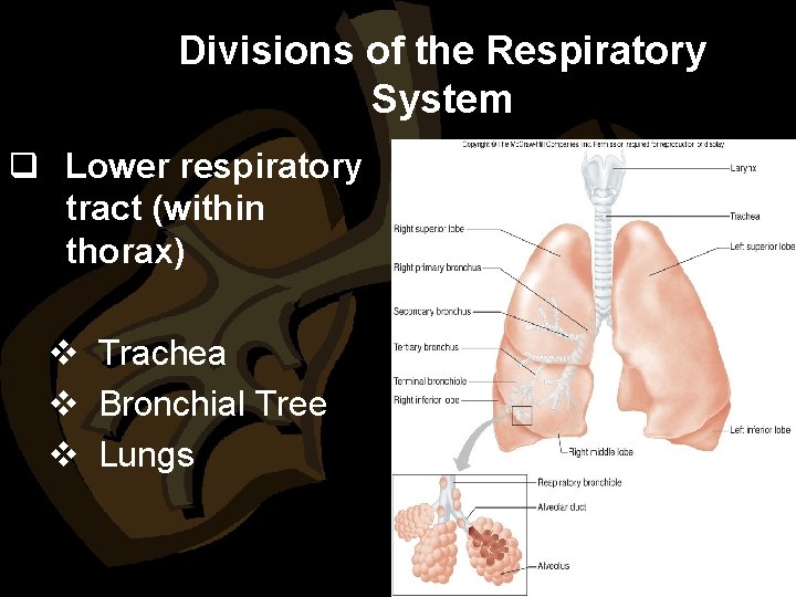 Divisions of the Respiratory System q Lower respiratory tract (within thorax) v Trachea v