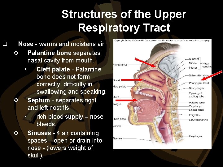 Structures of the Upper Respiratory Tract q Nose - warms and moistens air v