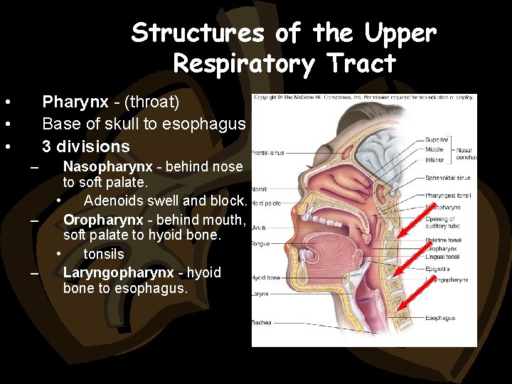 Structures of the Upper Respiratory Tract • • • Pharynx - (throat) Base of