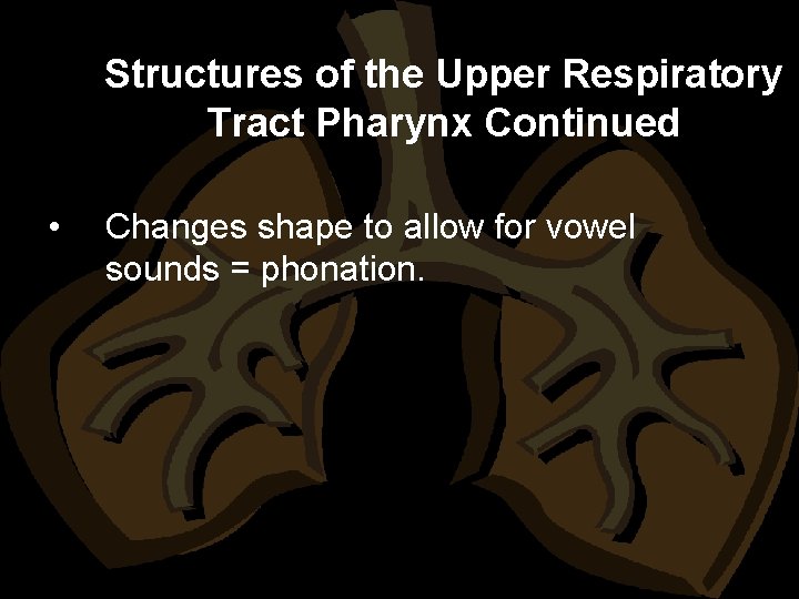 Structures of the Upper Respiratory Tract Pharynx Continued • Changes shape to allow for