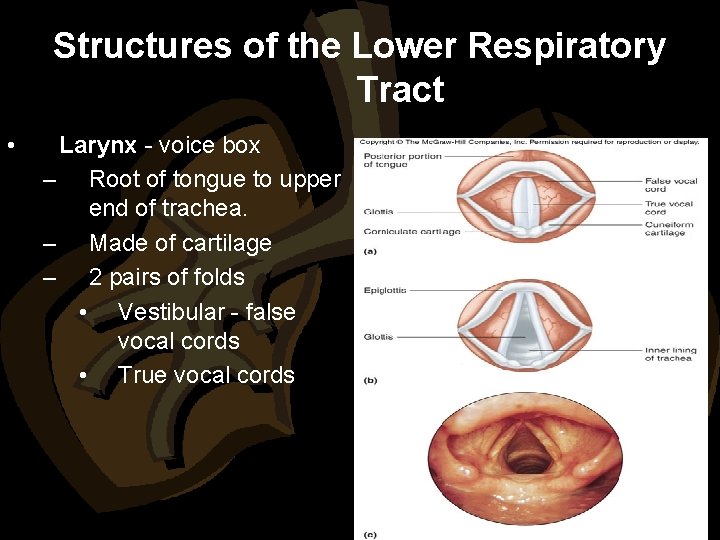 Structures of the Lower Respiratory Tract • Larynx - voice box – Root of