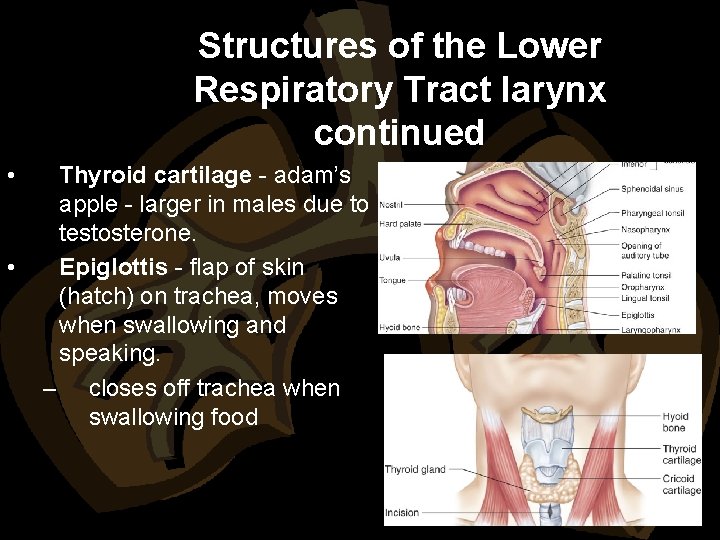 Structures of the Lower Respiratory Tract larynx continued • • Thyroid cartilage - adam’s