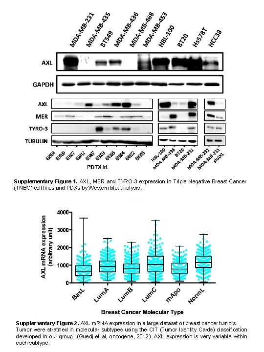 Supplementary Figure 1. AXL, MER and TYRO-3 expression in Triple Negative Breast Cancer (TNBC)