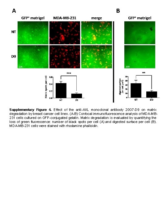 A B Supplementary Figure 4. Effect of the anti-AXL monoclonal antibody 20 G 7