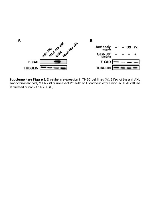 Supplementary Figure 6. E-cadherin expression in TNBC cell lines (A). Effect of the anti-AXL