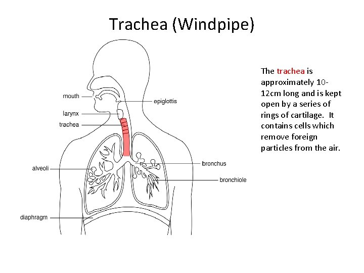 Trachea (Windpipe) The trachea is approximately 1012 cm long and is kept open by