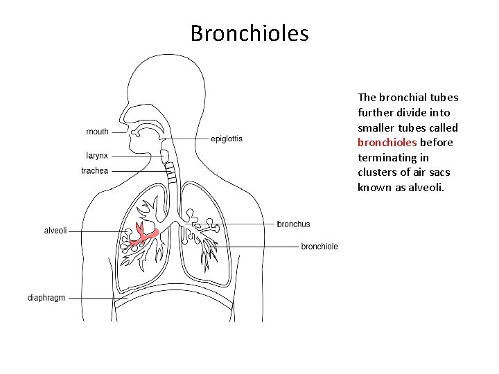 Bronchioles The bronchial tubes further divide into smaller tubes called bronchioles before terminating in