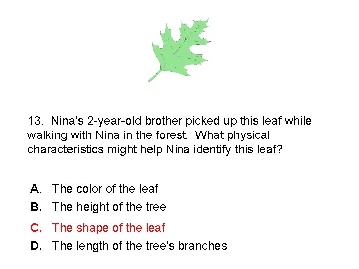 13. Nina’s 2 -year-old brother picked up this leaf while walking with Nina in