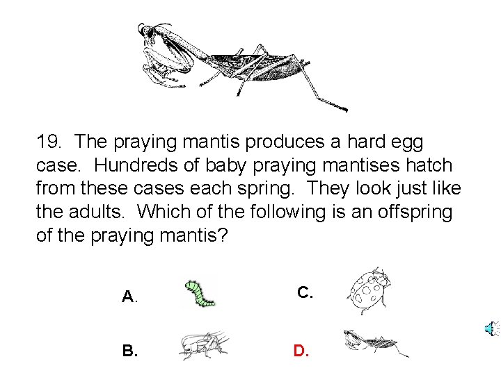 19. The praying mantis produces a hard egg case. Hundreds of baby praying mantises