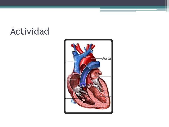 Actividad 