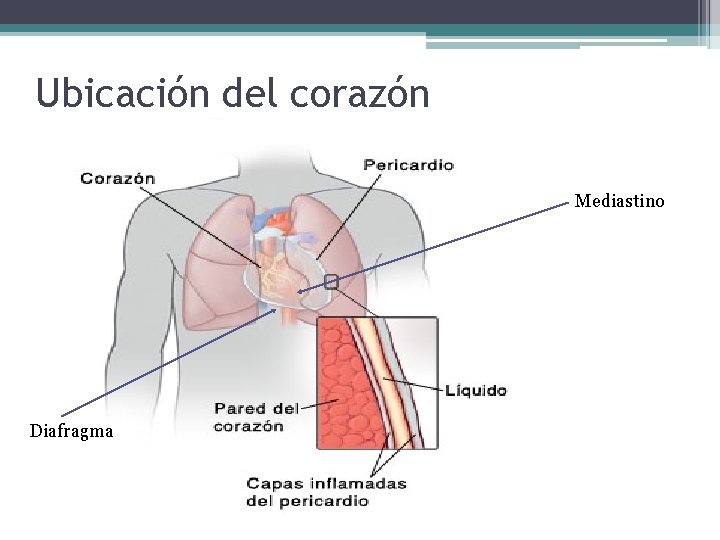 Ubicación del corazón Mediastino Diafragma 