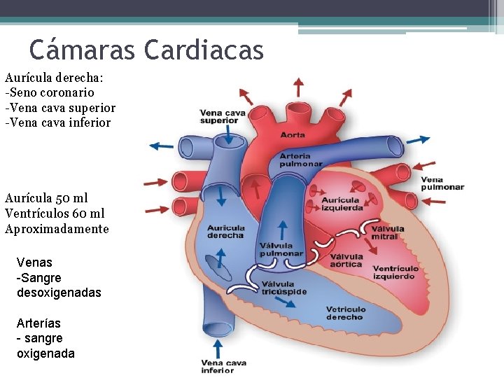 Cámaras Cardiacas Aurícula derecha: -Seno coronario -Vena cava superior -Vena cava inferior Aurícula 50